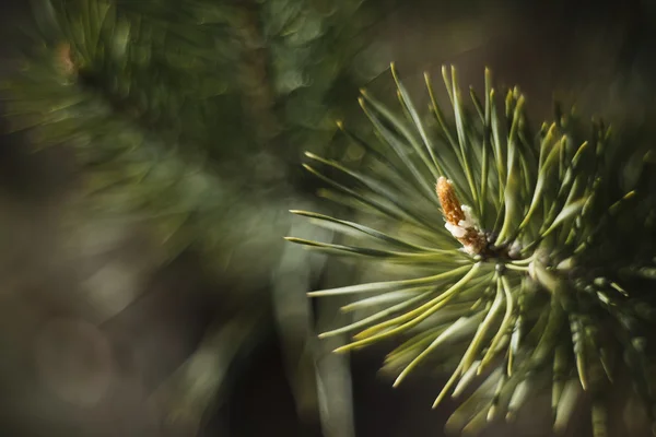 Närbild av gröna gren blad — Stockfoto