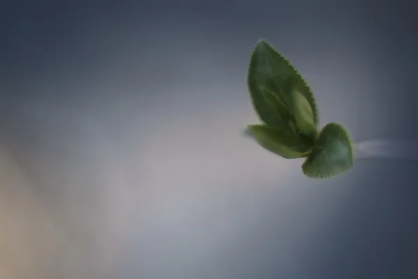 Närbild av gröna gren blad — Stockfoto