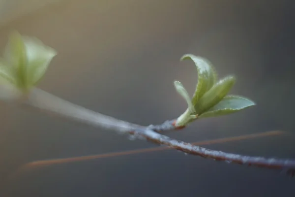 翠绿的树枝叶的特写 — 图库照片