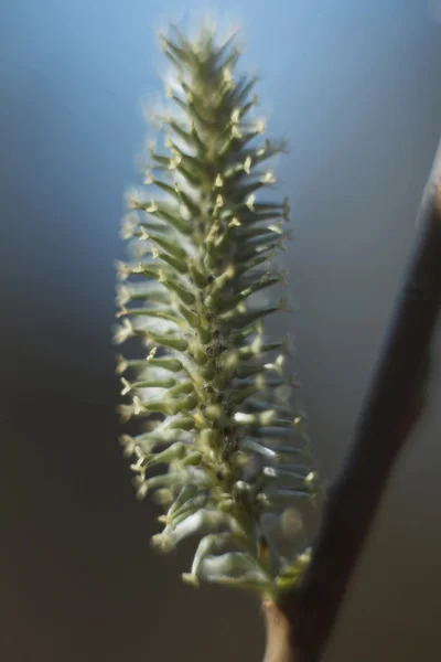 Primer plano de una hoja de rama verde —  Fotos de Stock