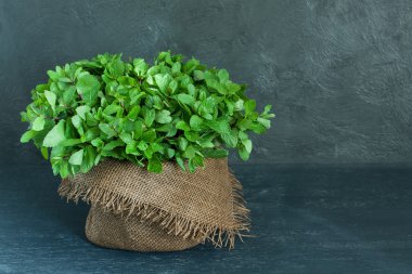 Nane gri arka plan üzerinde kahverengi pot