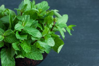 Siyah arkaplanda taze nane yaprakları