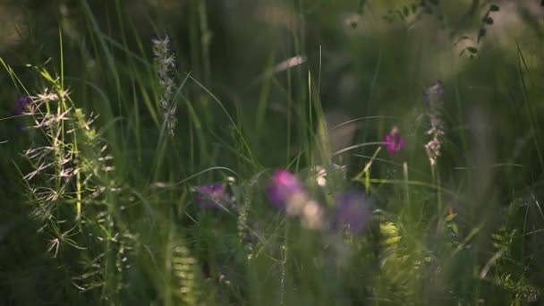 Жіночі фігури на ранковій траві — стокове відео