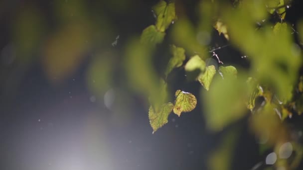 pluie tombe sur les feuilles d'automne 