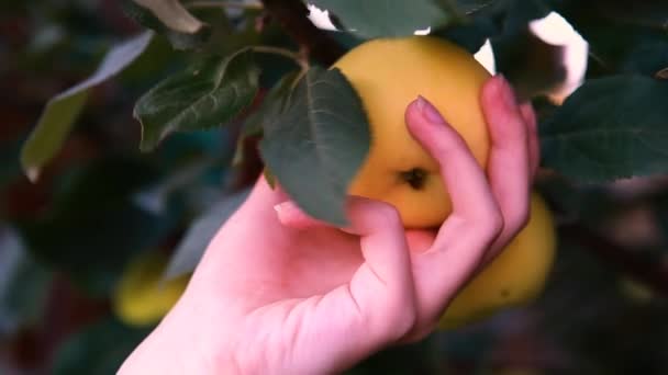 Рука срывает яблоко с дерева — стоковое видео