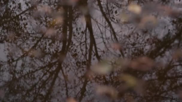 Pozzanghera d'acqua sulla strada — Video Stock