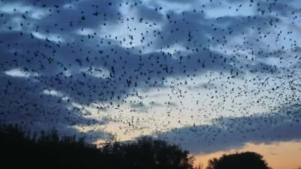 Grand troupeau d'oiseaux — Video