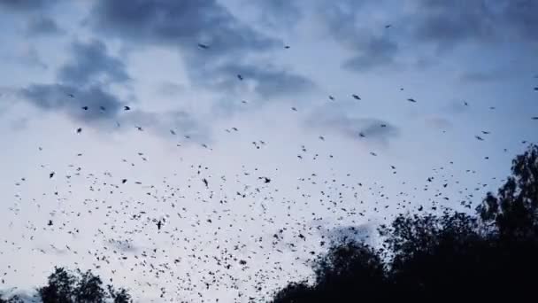 Большое стадо птиц — стоковое видео