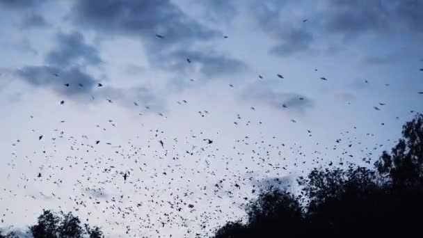 Gran bandada de aves — Vídeos de Stock