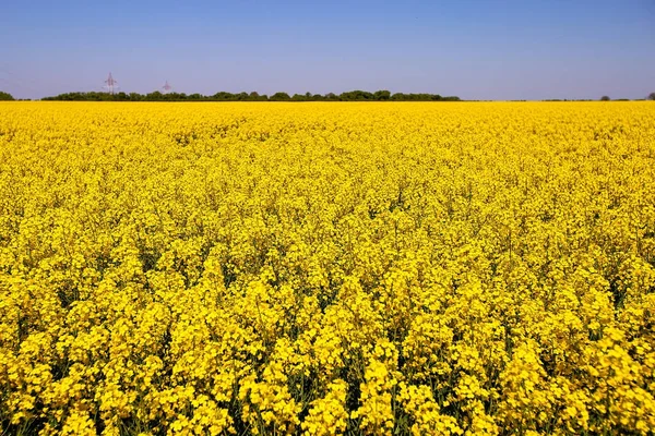 Altın kanola çiçek alanı