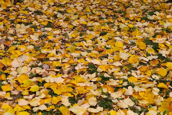 bir parkta sonbahar sahne