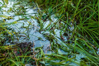 Fırtınadan sonra suda çimen