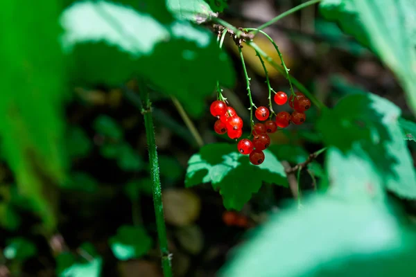 Detailansicht der roten Johannisbeeren — Stockfoto