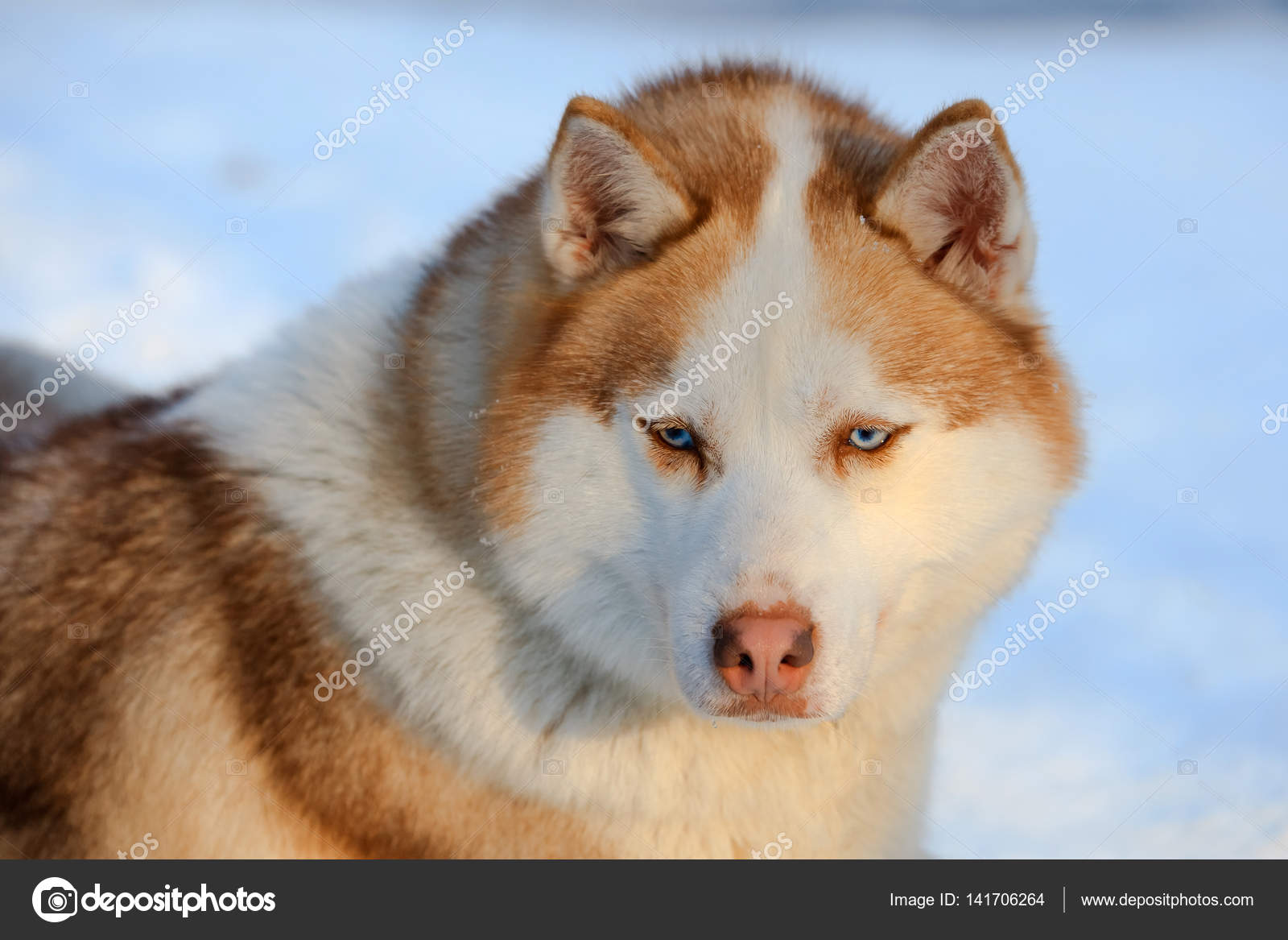 Couleur brun chien Siberian Husky aux yeux bleus en hiver Couleur brun chien Siberian Husky aux yeux bleus en hiver