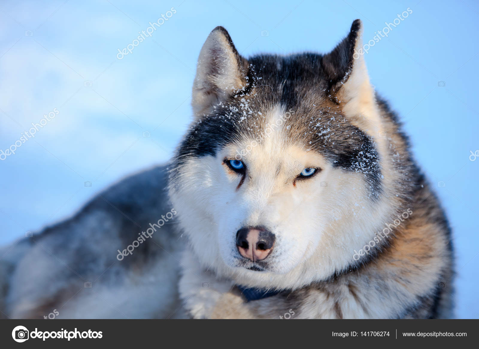 Image Result For Siberian Husky Brown