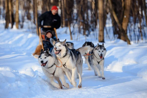 Husky köpekleri kızak kış orman Rusya çekerek