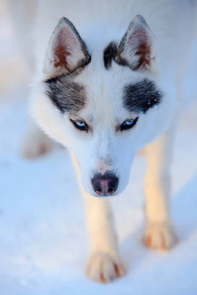 Сибірський хаскі собака чорний і білий колір з блакитними очима взимку. — стокове фото