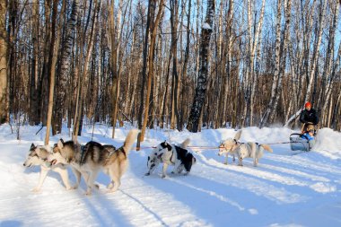 Husky köpekleri kızak güneşli kış ormanı çekiyoruz.