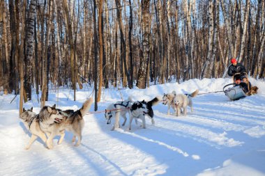Husky köpekleri kızak güneşli kış ormanı çekiyoruz.