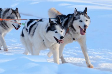 Husky köpekleri kızak güneşli kış ormanı çekiyoruz