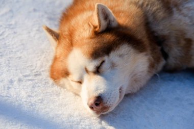 Kahverengi Sibirya Husky köpek portre renk kışın.