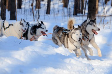 Husky köpekleri kızak güneşli kış ormanı çekiyoruz