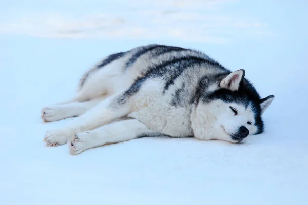 Schlafender sibirischer Husky-Hund schwarz-weiß im Winter — Stockfoto