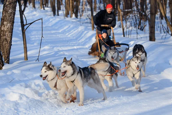 Husky köpekleri kızak güneşli kış ormanı çekiyoruz