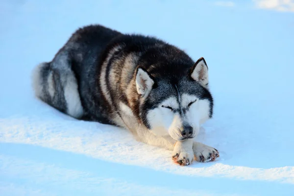 Spící sibiřský Husky psa černé a bílé barvy v zimě — Stock fotografie