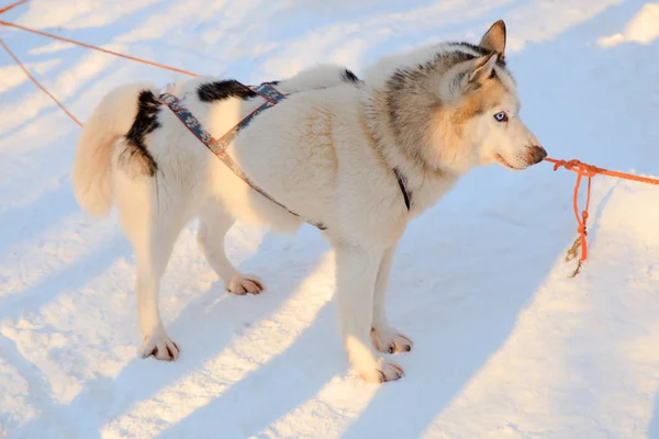Портрет Сибірський хаски собак чорно-білому кольору з блакитними очима взимку. — стокове фото