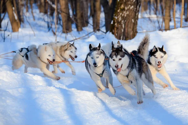 Хаскі собаки тягнуть санки в сонячному зимовому лісі — стокове фото