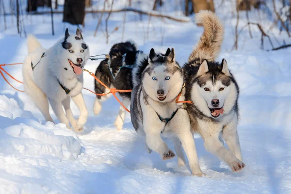 Husky köpekleri kızak güneşli kış ormanı çekiyoruz