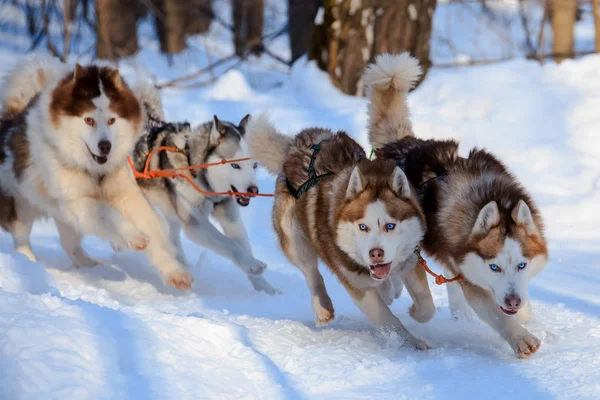 Husky köpekleri kızak güneşli kış ormanı çekiyoruz