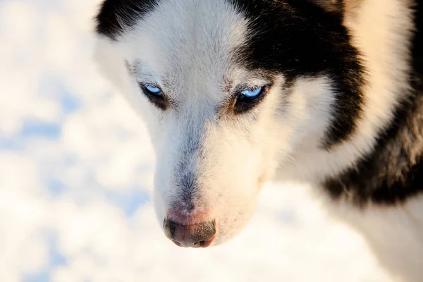 Feche em um focinho de um cão husky . — Fotografia de Stock