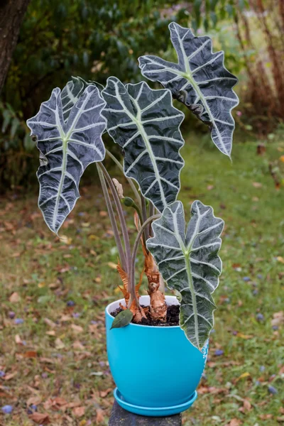 Bir tencerede Alocasia. 