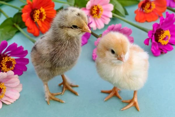 Malé kuře s květinami. — Stock fotografie