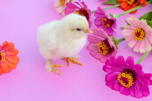  Çiçekli küçük tavuk.