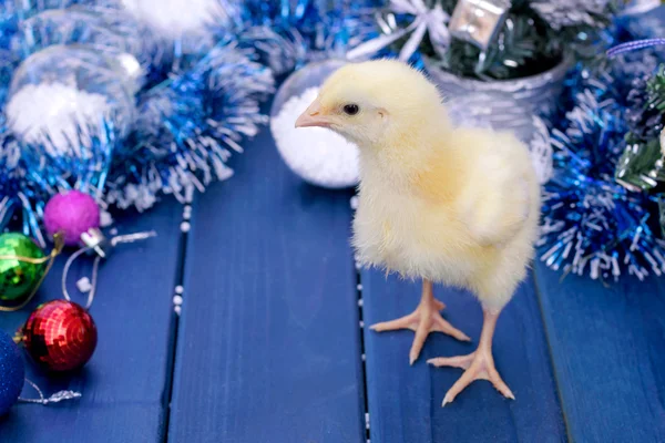 Genç horoz, küçük kız. Hayvan, kuş, kümes hayvanları.