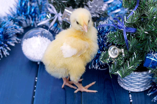 Genç horoz, küçük kız. Hayvan, kuş, kümes hayvanları.