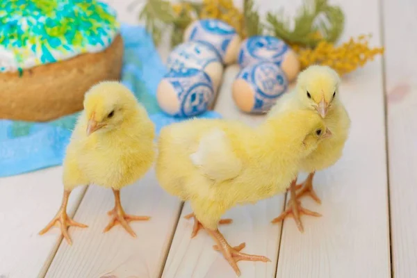 Lttle Easter chicken.