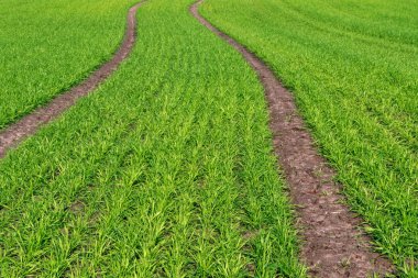 Yeşil çimen doğal arkaplan.