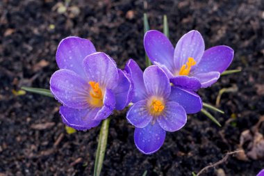 Güneşli bahçede büyüyen bahar çiçek Çiğdem. 