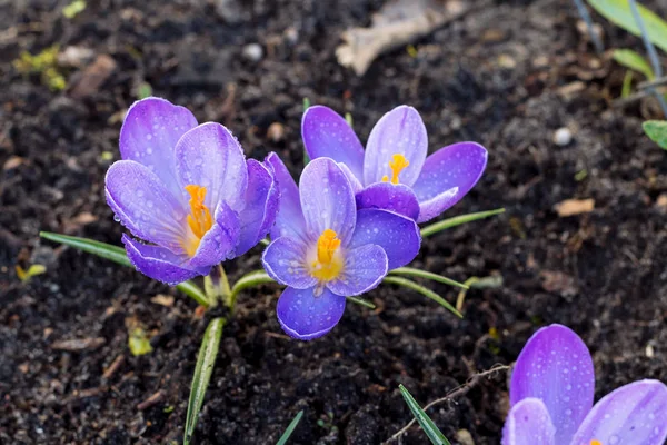 Güneşli bahçede büyüyen bahar çiçek Çiğdem. 