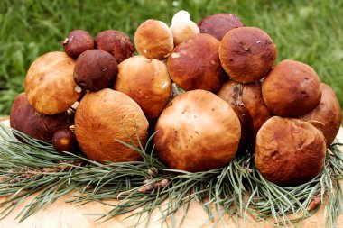 Boletus mantar ahşap tablo. 