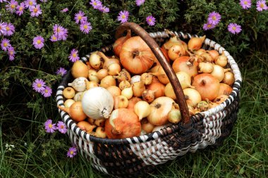 Soğan, sonbaharda hasat, arka plan ile sepet.
