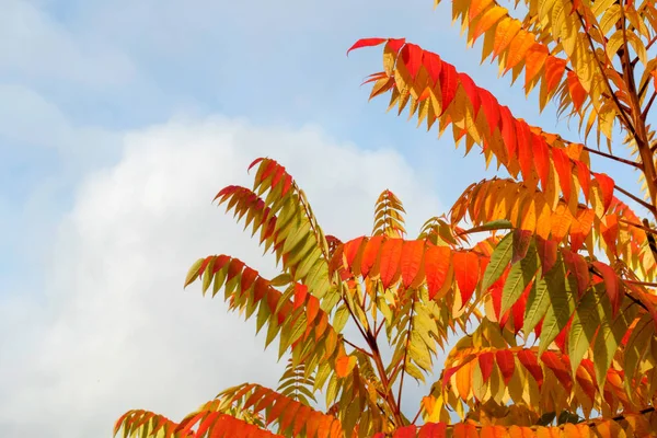 秋は青空を背景に紅葉します テキストのためのフリースペース — ストック写真