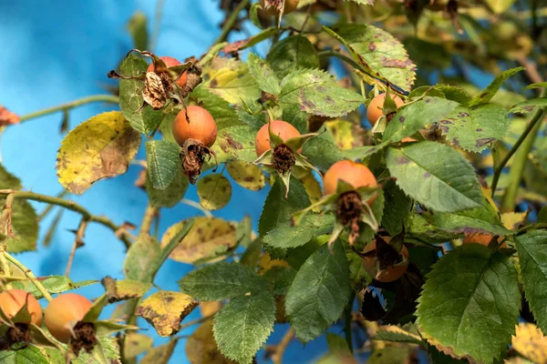 Wild rose, rose hips, dog-rose.