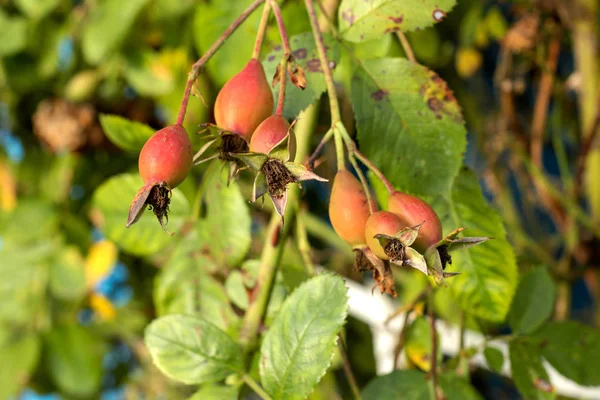 Wild rose, rose hips, dog-rose.