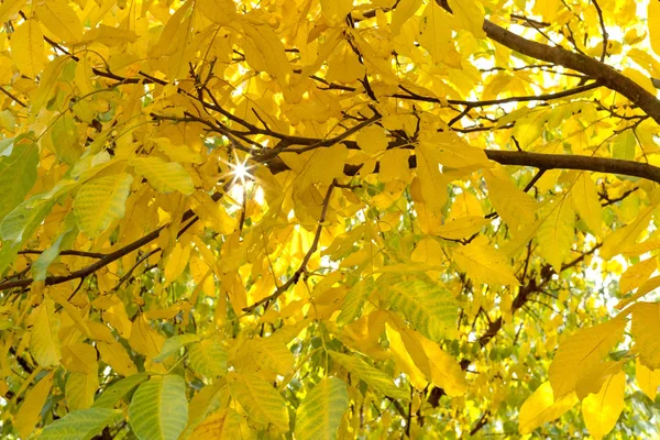 Φθινόπωρο Φύλλα Ήλιο Φόντο Φθινοπωρινά Κλαδιά Ξύλο — Φωτογραφία Αρχείου