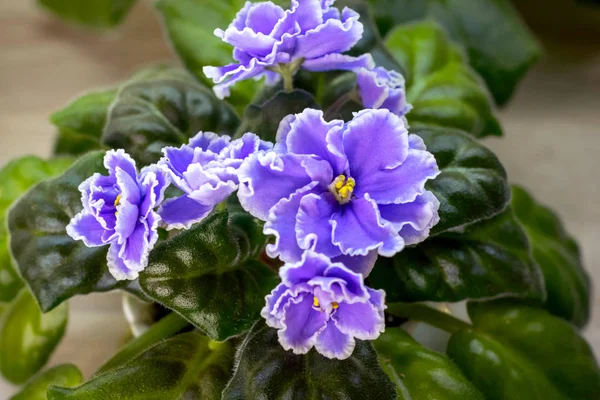 Menekşe Saintpaulias çiçek ya da Afrika menekşe yakın kadar arka plan.